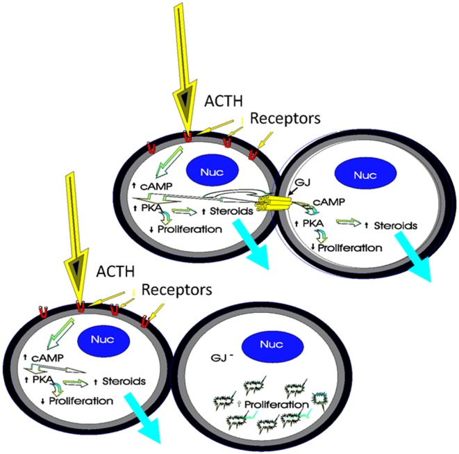 Figure 7