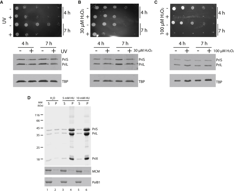 Figure 6