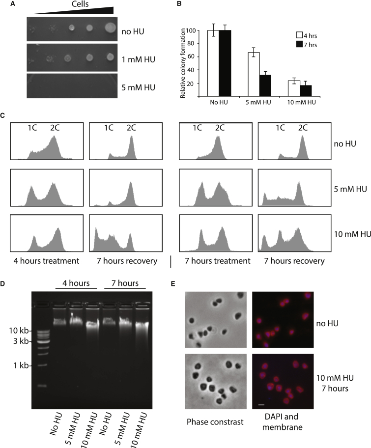 Figure 1