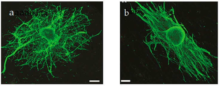 Figure 31