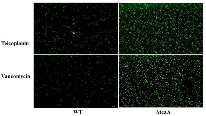 Figure 5