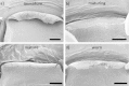 Fig. 10