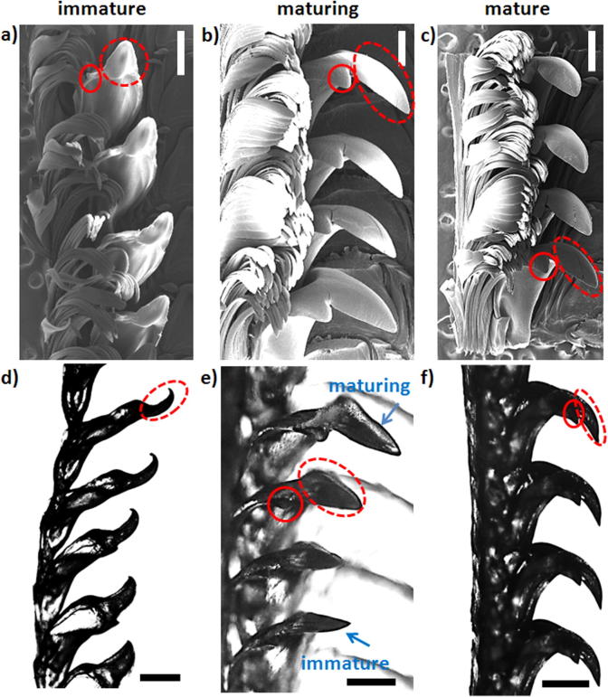 Fig. 6