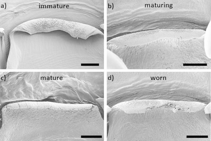 Fig. 10