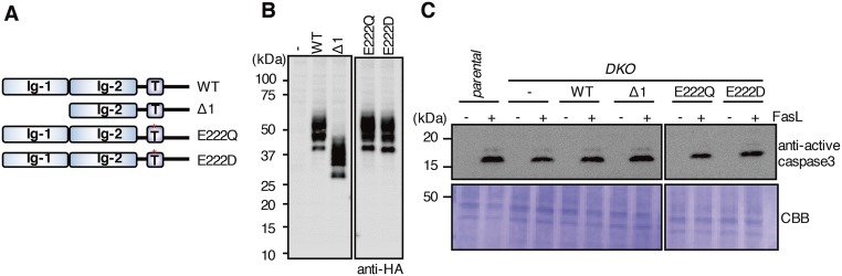 Fig. S7.