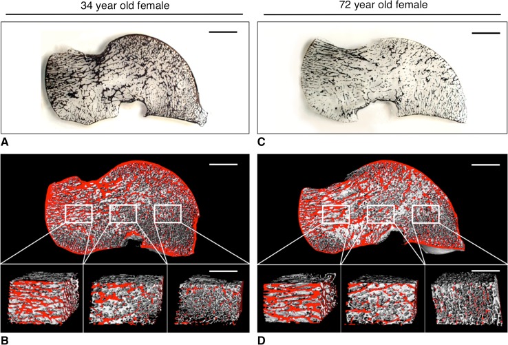 Fig. 2A–D