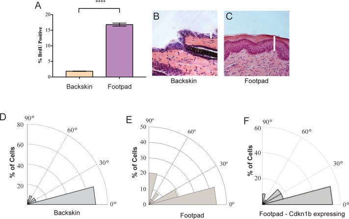 Figure 1—figure supplement 2.