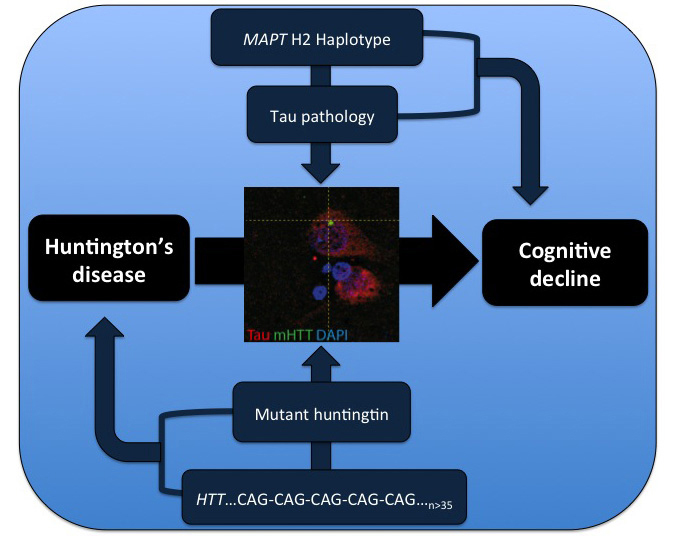 graphic file with name awv107fig1g.jpg