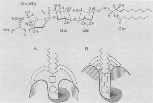 graphic file with name iai00063-0259-a.jpg