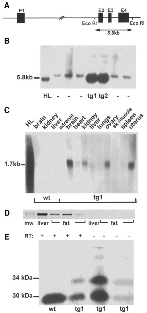 FIG. 1