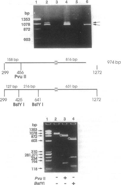 graphic file with name pnas01143-0332-a.jpg