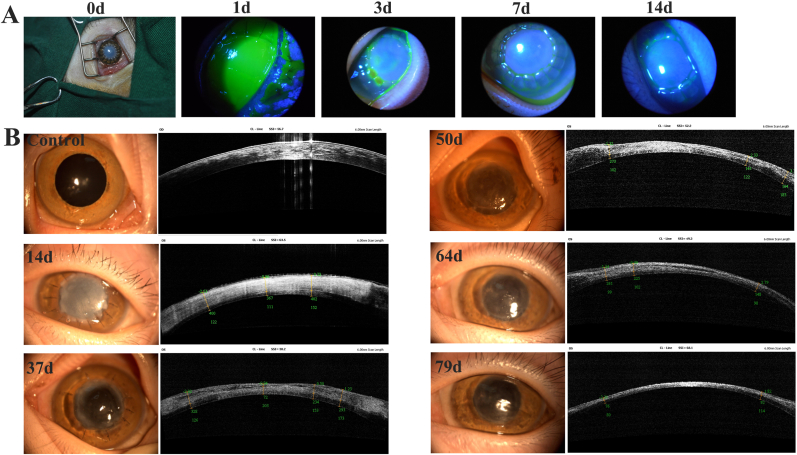 Fig. 7