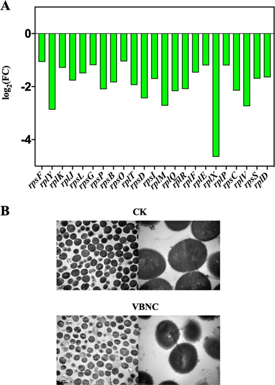 FIG 5