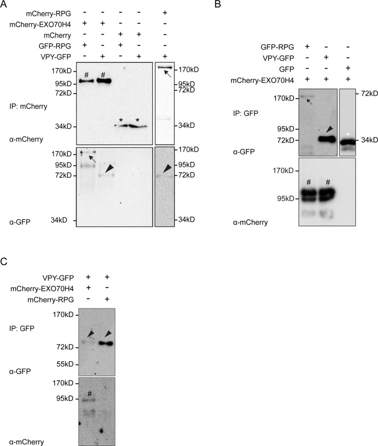 Figure 3—figure supplement 7.