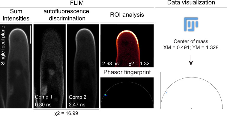 Figure 5—figure supplement 1.