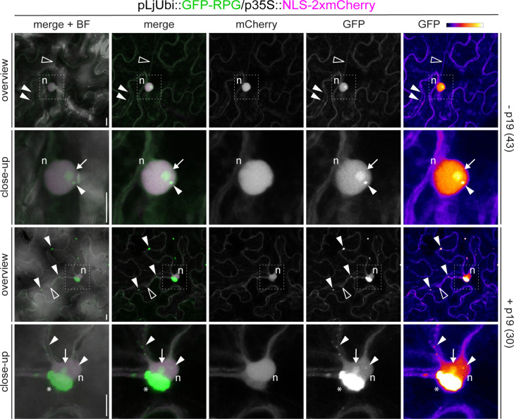 Figure 3—figure supplement 2.