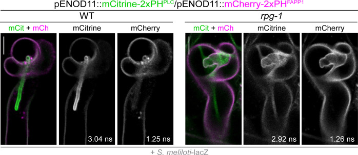 Figure 5—figure supplement 6.