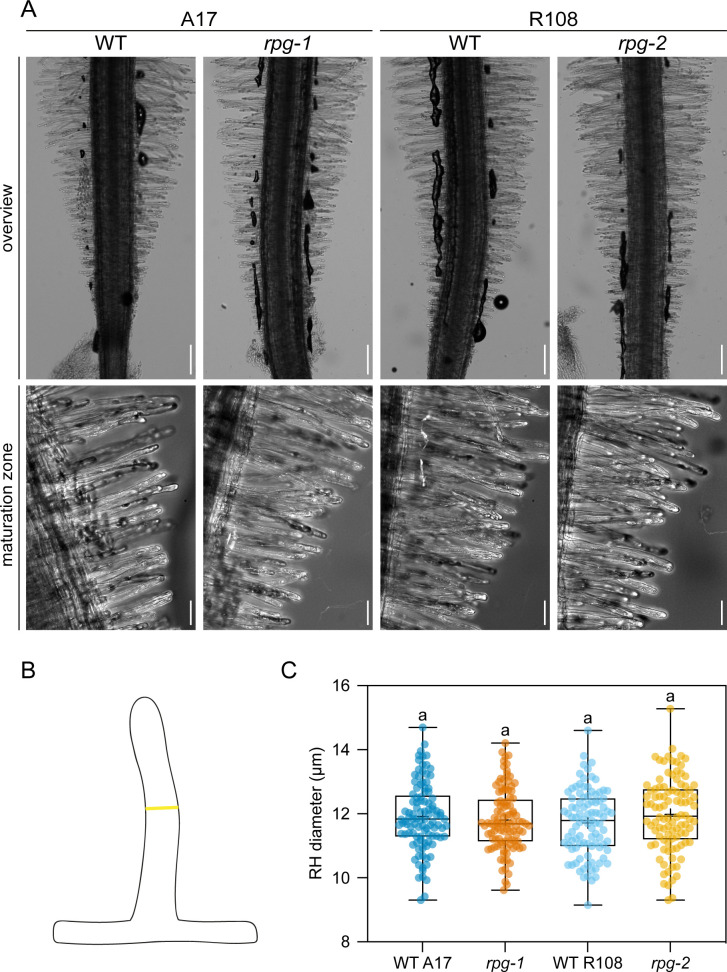 Figure 1—figure supplement 1.