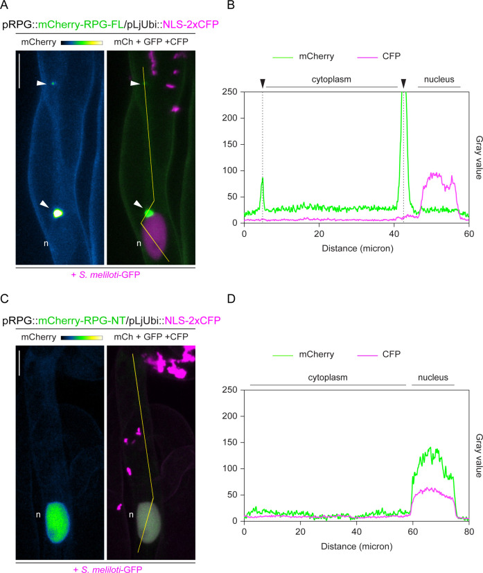 Figure 3—figure supplement 4.