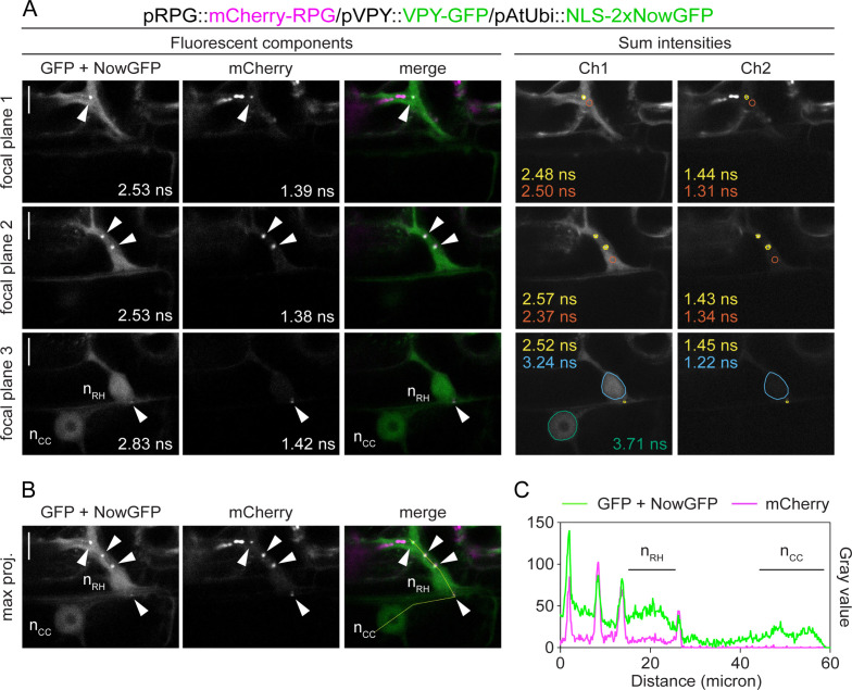 Figure 3—figure supplement 5.