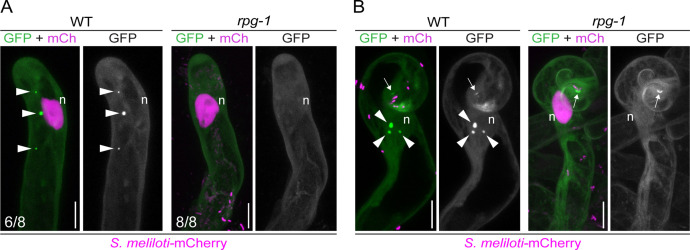 Figure 4—figure supplement 1.