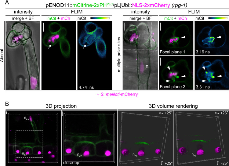 Figure 5—figure supplement 5.