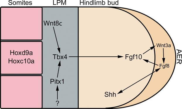 Fig. 9