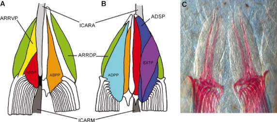 Fig. 2