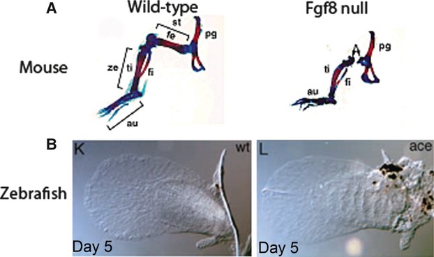 Fig. 11