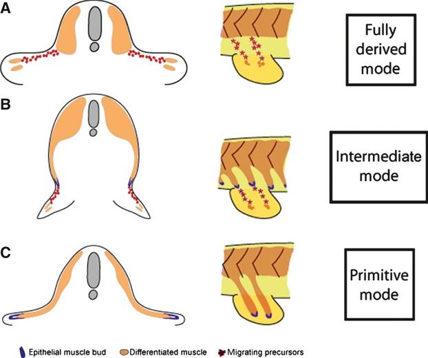 Fig. 12