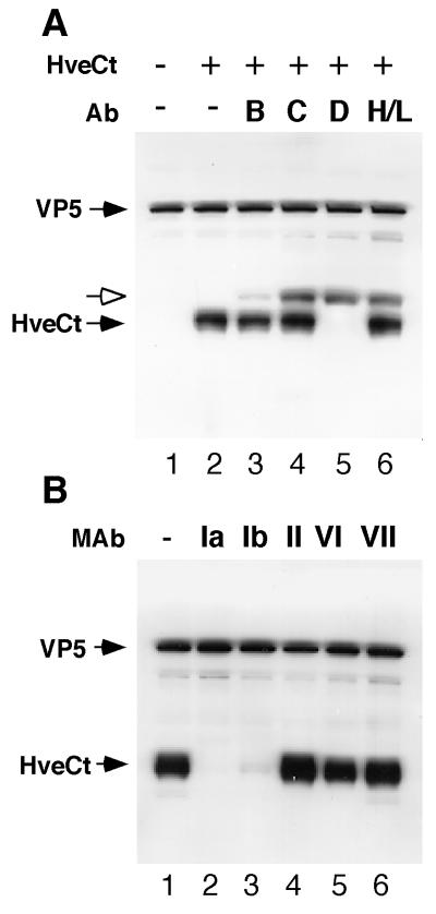 FIG. 8