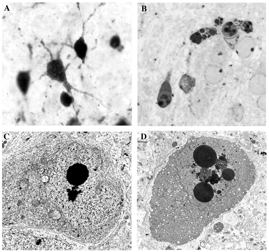 Fig. 7