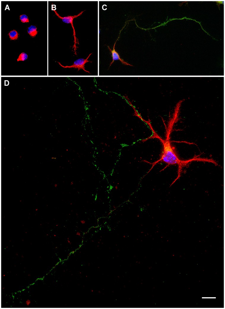 FIGURE 1