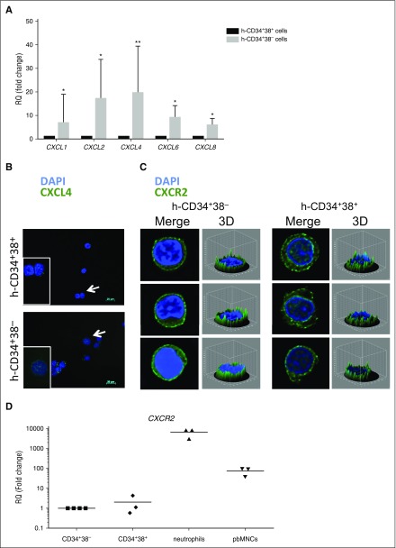 CXCR2 and CXCL4 regulate survival and self-renewal of hematopoietic ...