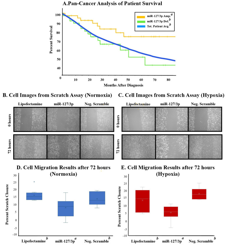 Figure 1. The Role of miR-127/3p in the Tumor Microenvironment