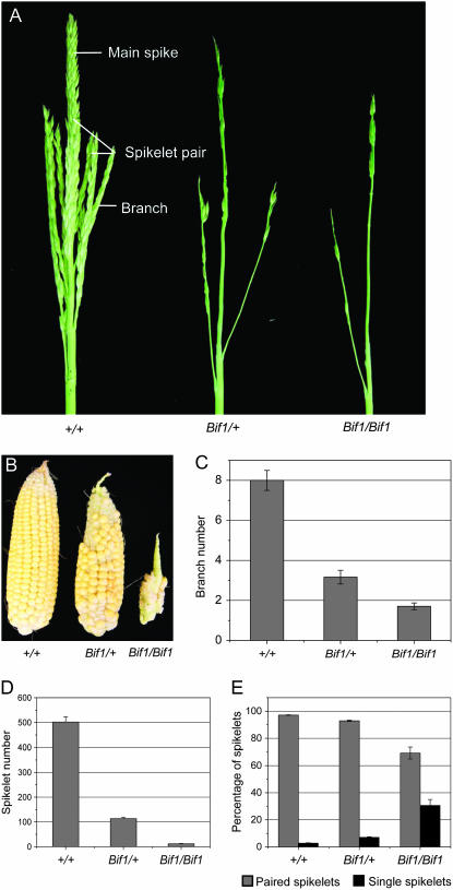 Figure 1.—