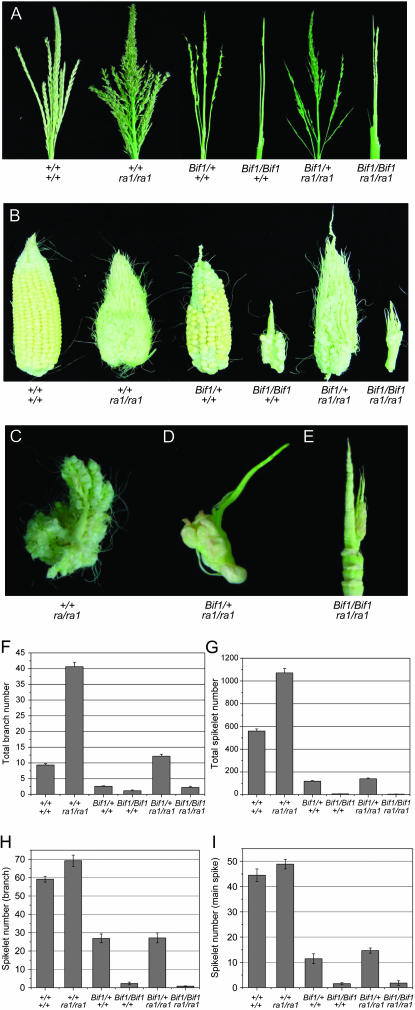 Figure 4.—