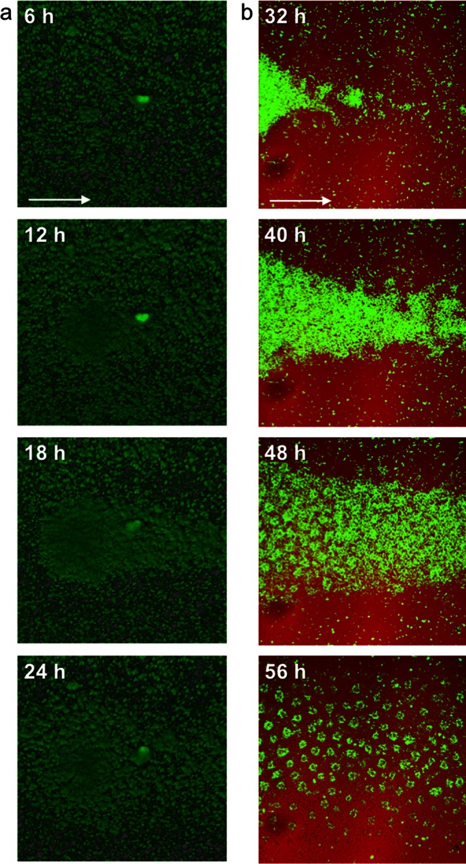 FIG 3