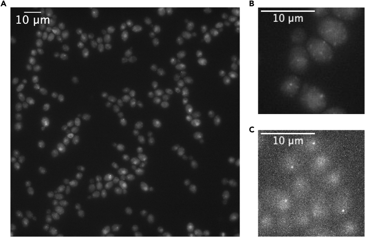 Figure 4