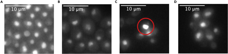 Figure 6