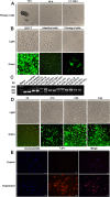 Fig. 2