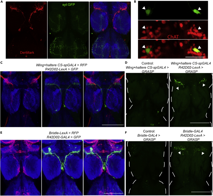 Figure 3