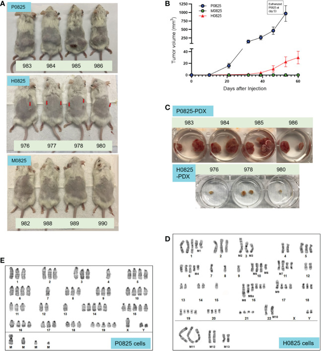 Figure 3