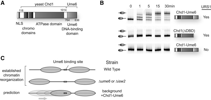 Figure 1.