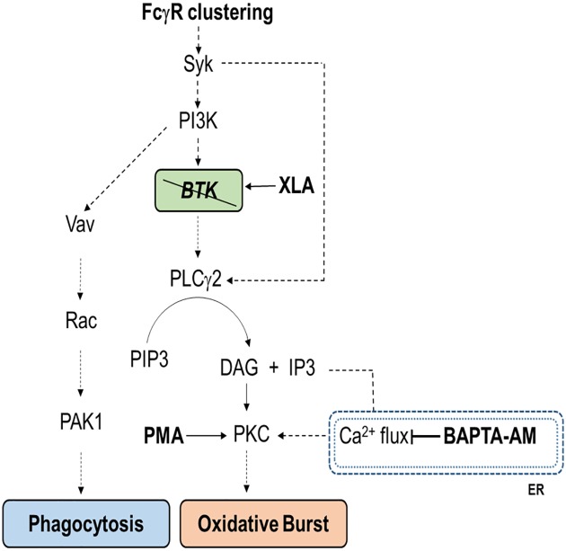 Fig 12