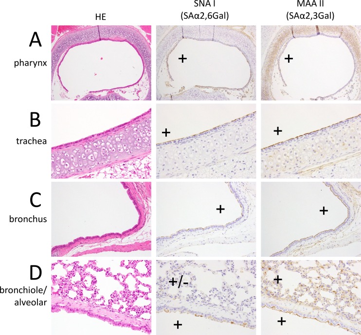 FIG 2