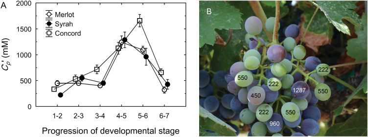 Fig. 7.