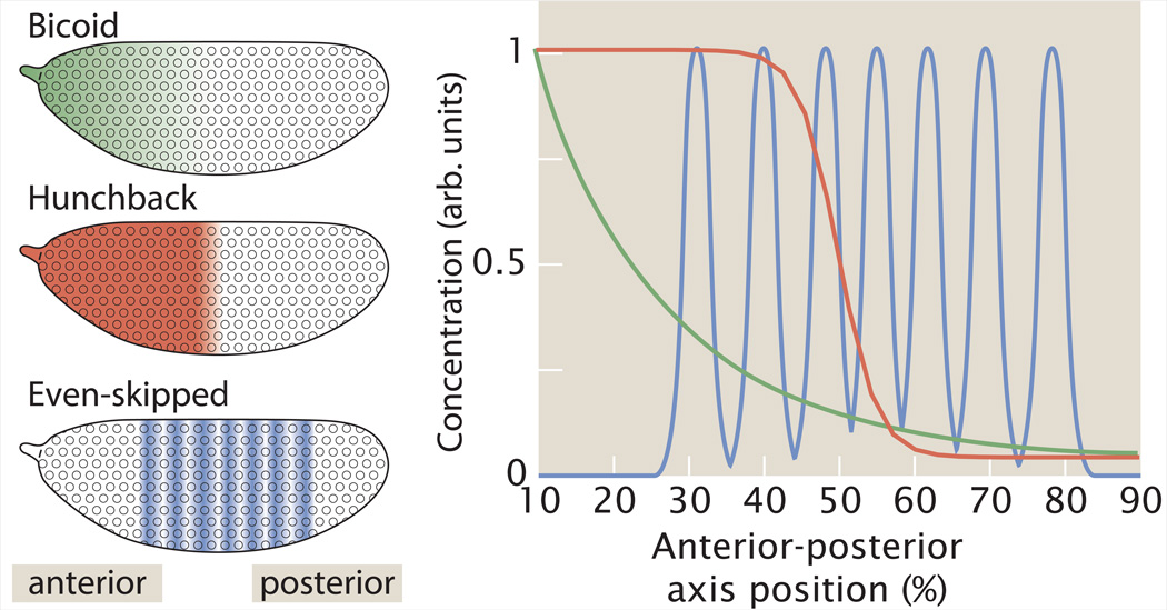 Box 1: Segmentation by transcription