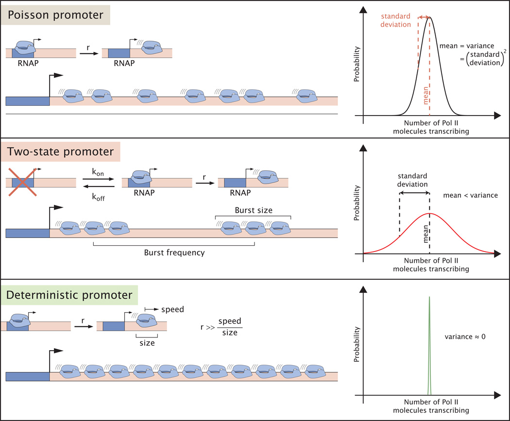 Box 2: Variability as a window into molecular mechanisms