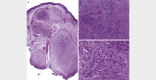 Fig. 8